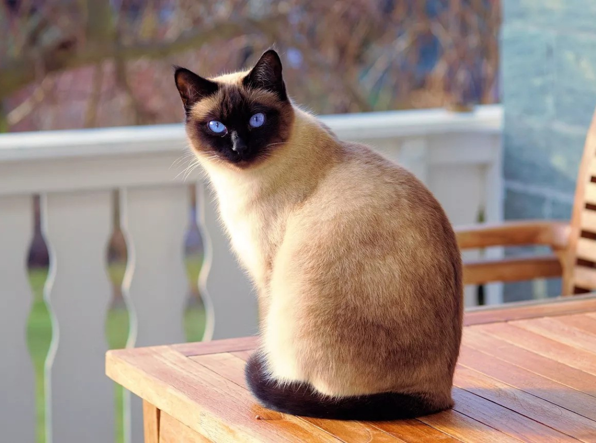 Γιατί αγαπάμε τις γάτες Σιάμ – Ενδιαφέρουσες πληροφορίες που ίσως δεν γνωρίζατε
